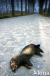 Polecat (Mustela putorius)