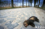 Polecat (Mustela putorius)