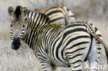 Burchell s zebra (Equus burchellii)