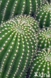 Cactus (Opuntia spec.)