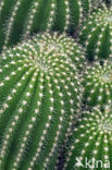 Cactus (Opuntia spec.)