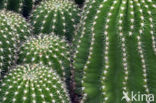 Cactus (Opuntia spec.)