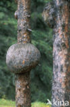 white spruce (Picea glauca)