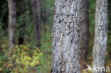 white spruce (Picea glauca)