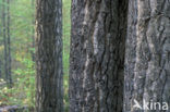 white spruce (Picea glauca)