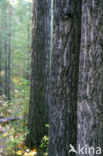 white spruce (Picea glauca)