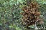 white spruce (Picea glauca)