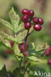 Christoffelkruid (Actaea erythrocarpa)