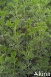 Citroenkruid (Artemisia abrotanum)