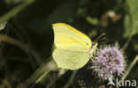 Citroenvlinder (Gonepteryx rhamni)