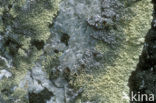 Concentric ring lichen (Arctoparmelia centrifuga)