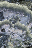 Concentric ring lichen (Arctoparmelia centrifuga)