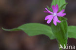 Dagkoekoeksbloem (Silene dioica)