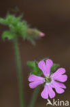 Dagkoekoeksbloem (Silene dioica)