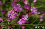 Dagkoekoeksbloem (Silene dioica)