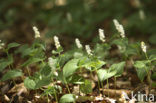 May Lily (Maianthemum bifolium)