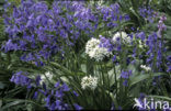 Daslook (Allium ursinum)