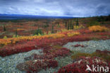 Denali National Park