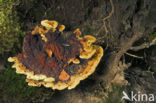 Dyer’s mazegill (Phaeolus schweinitzii)