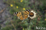 Distelvlinder (Vanessa cardui)