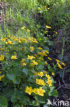 Dotterbloem (Caltha palustris)