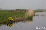 Dotterbloem (Caltha palustris)