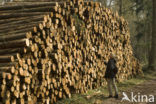 Douglas Fir (Pseudotsuga menziesii)