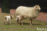 Drents heideschaap (Ovis domesticus)