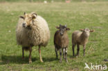 Drents heideschaap (Ovis domesticus)