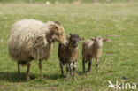 Drents heideschaap (Ovis domesticus)