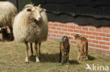 Drents heideschaap (Ovis domesticus)