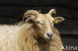 sheep (Ovis domesticus)