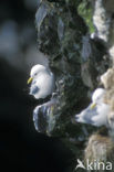 Black-legged Kittiwake (Rissa tridactyla)