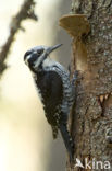 Three-toed Woodpecker (Picoides tridactylus)