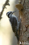 Drieteenspecht (Picoides tridactylus)