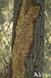 Three-toed Woodpecker (Picoides tridactylus)