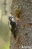 Three-toed Woodpecker (Picoides tridactylus)