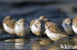 Drieteenstrandloper (Calidris alba)