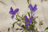 Dune Pansey (Viola curtisii)