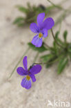 Dune Pansey (Viola curtisii)