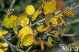 dwarf birch (Betula nana)
