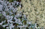 Gray reindeer lichen (Cladina rangiferina)