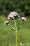 Echte valeriaan (Valeriana officinalis)