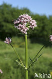 Common Valerian (Valeriana officinalis)
