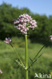 Echte valeriaan (Valeriana officinalis)