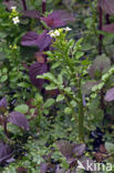 Watercress (Nasturtium officinale)
