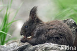 Eekhoorn (Sciurus vulgaris)