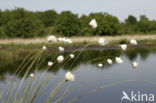 Eenarig wollegras (Eriophorum vaginatum) 