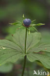 Eenbes (Paris quadrifolia)