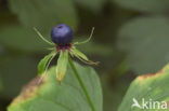 Herb-Paris